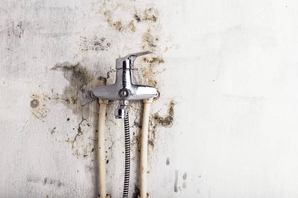 Best Best Mold Removal Companies  in Affton, MO