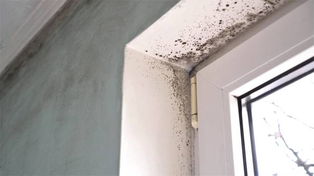 Best Local Mold Removal Service  in Affton, MO