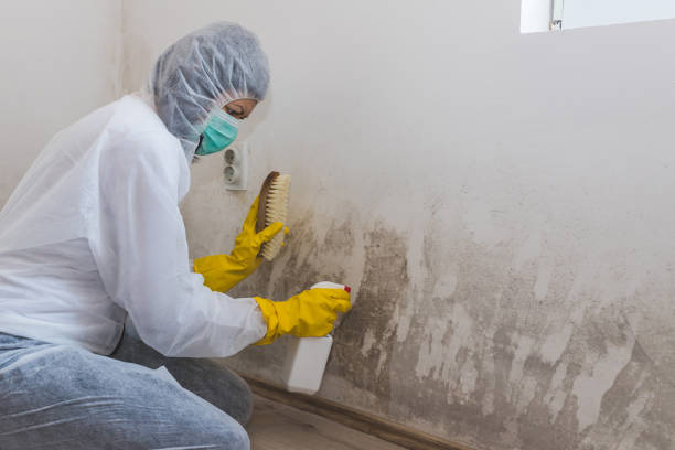 Best Attic Mold Removal  in Affton, MO