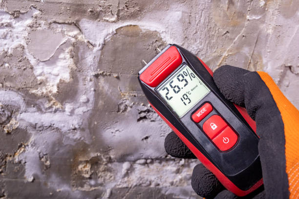 Office Mold Removal Services in Affton, MO