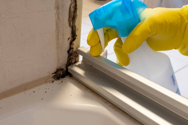 Best Certified Mold Removal  in Affton, MO