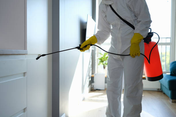 Best Mold Removal and Inspection  in Affton, MO