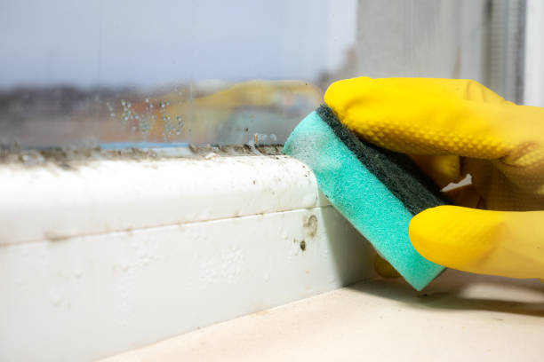 Best Mold Removal Specialists  in Affton, MO