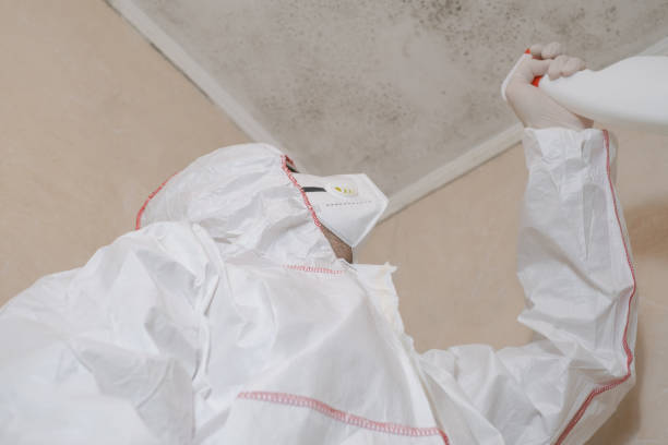 Mold Removal and Inspection in Affton, MO