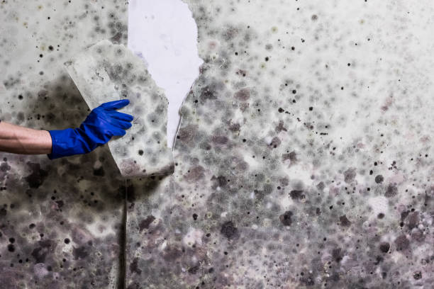 Mold Testing and Removal in Affton, MO
