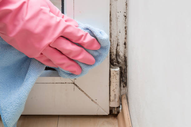 Best Toxic Mold Removal  in Affton, MO