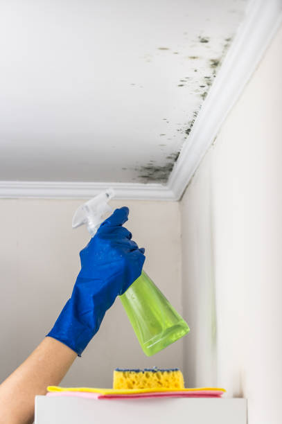Professional Mold Removal in Affton, MO