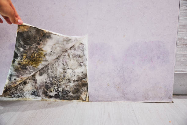 Best Crawl Space Mold Removal  in Affton, MO